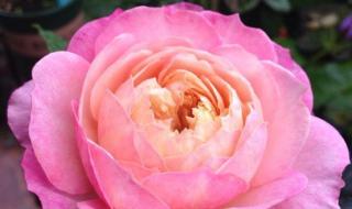 月季花品种介绍 月季花品种介绍