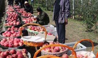 一棵树是什么牌子 一棵树是什么牌子