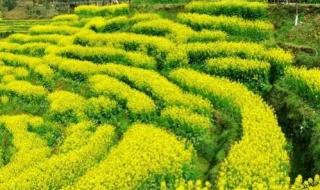 油菜花什么时候开 油菜花什么时候开